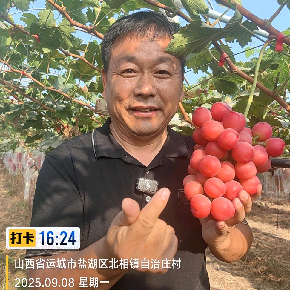 焦作阳光玫瑰葡萄哥