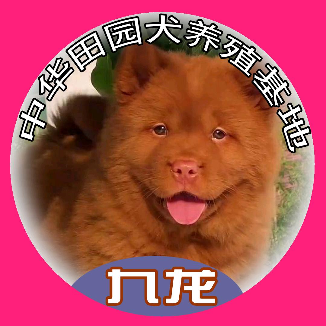 九龙犬舍