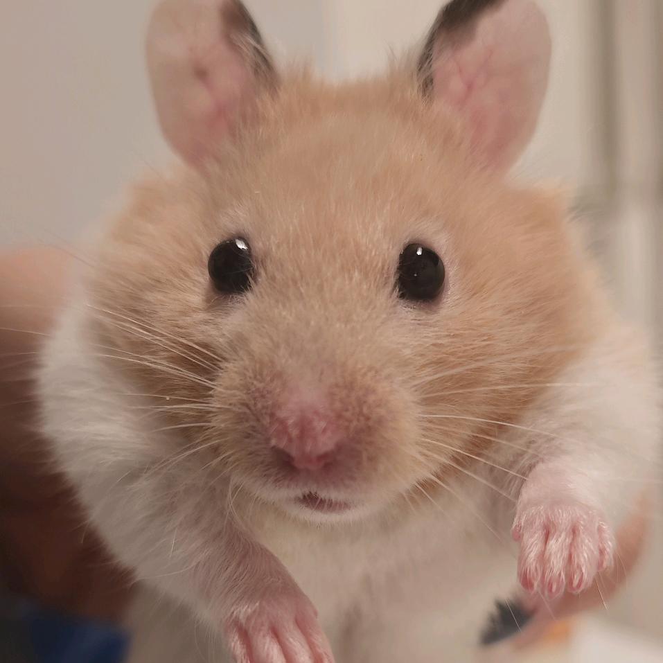 八块腹肌性感大老鼠《希望中奖版》