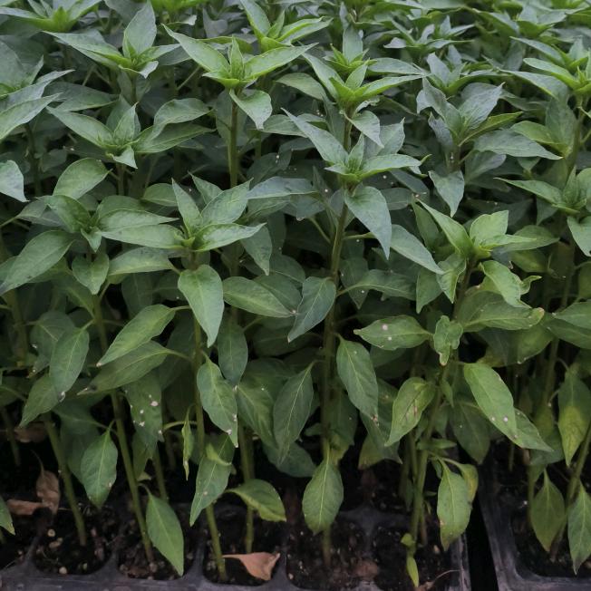 老常小米椒日常号