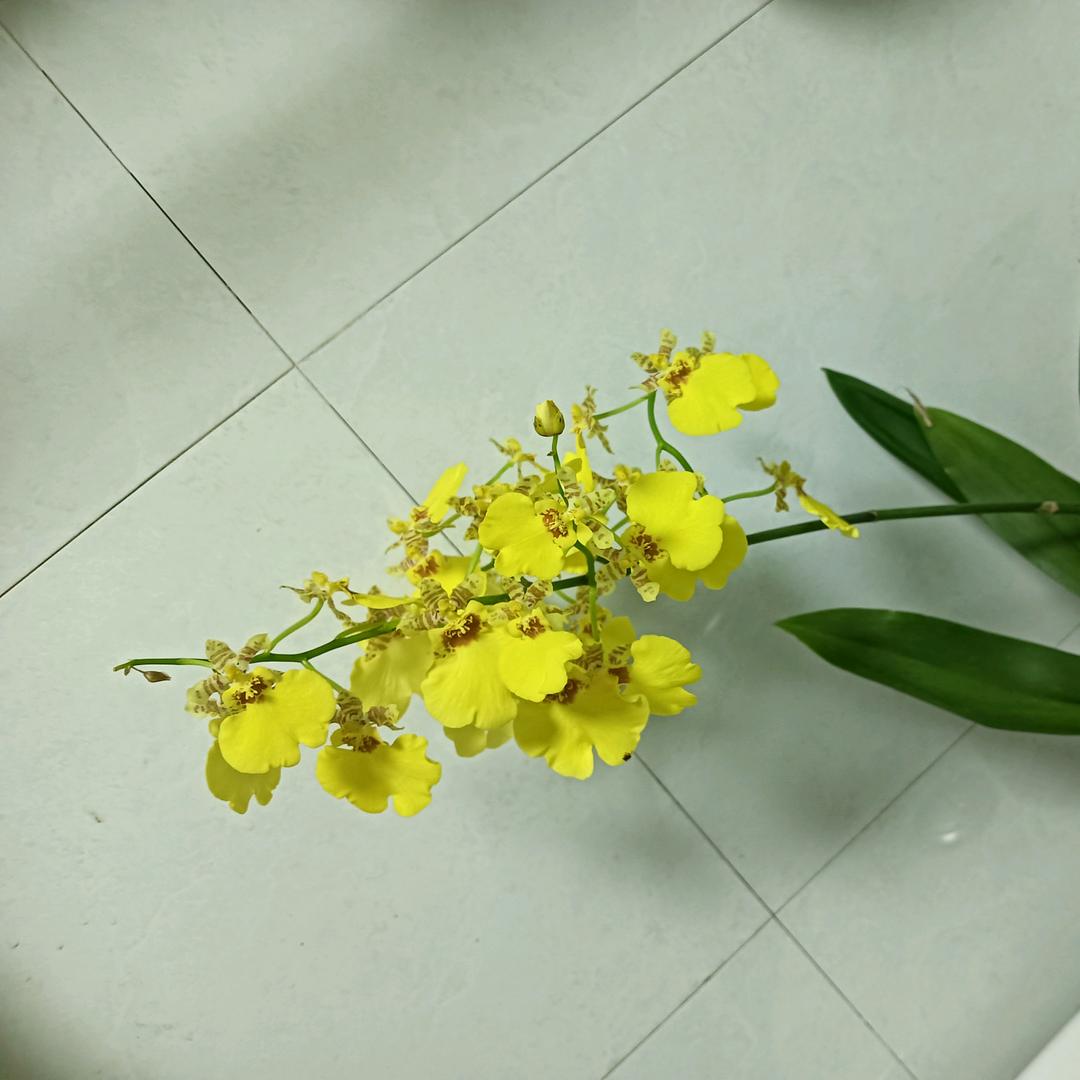 喜欢吃榴莲
