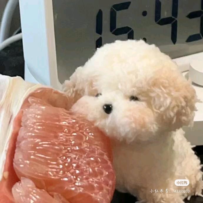 芝士熊🧀