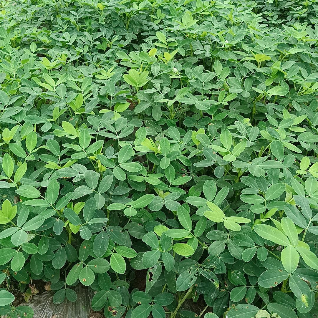 初见的笑容