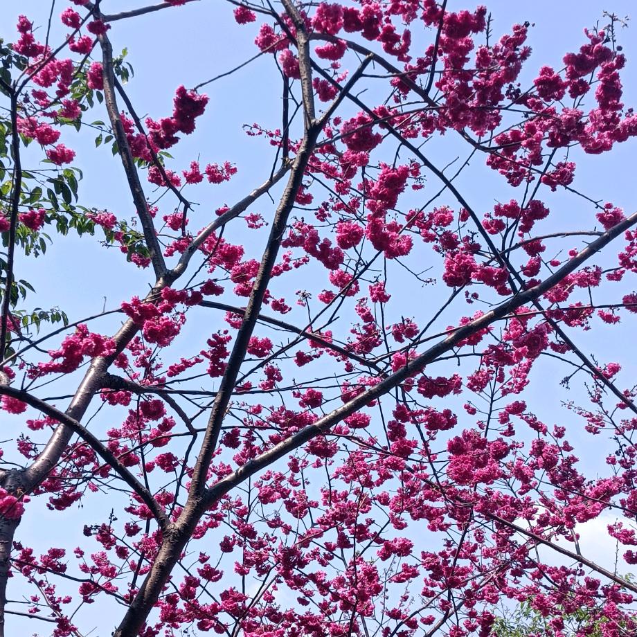 阿芳
