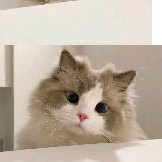 懒猫