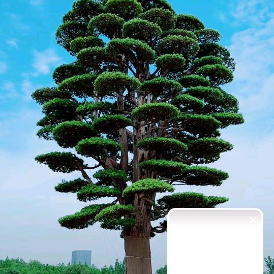 小东方