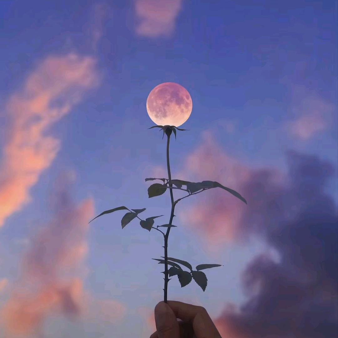你的媛宝
