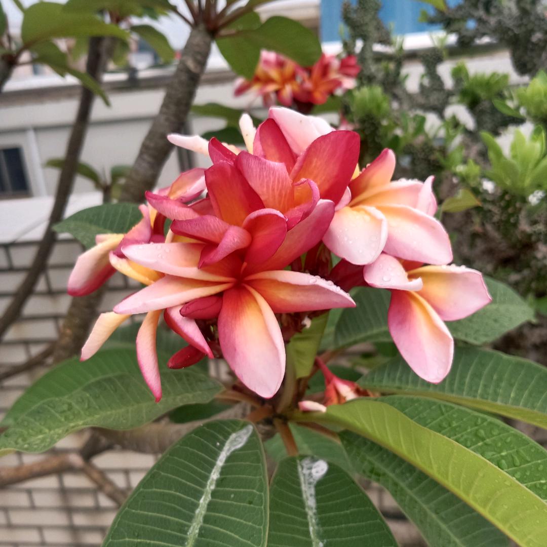 李四妹