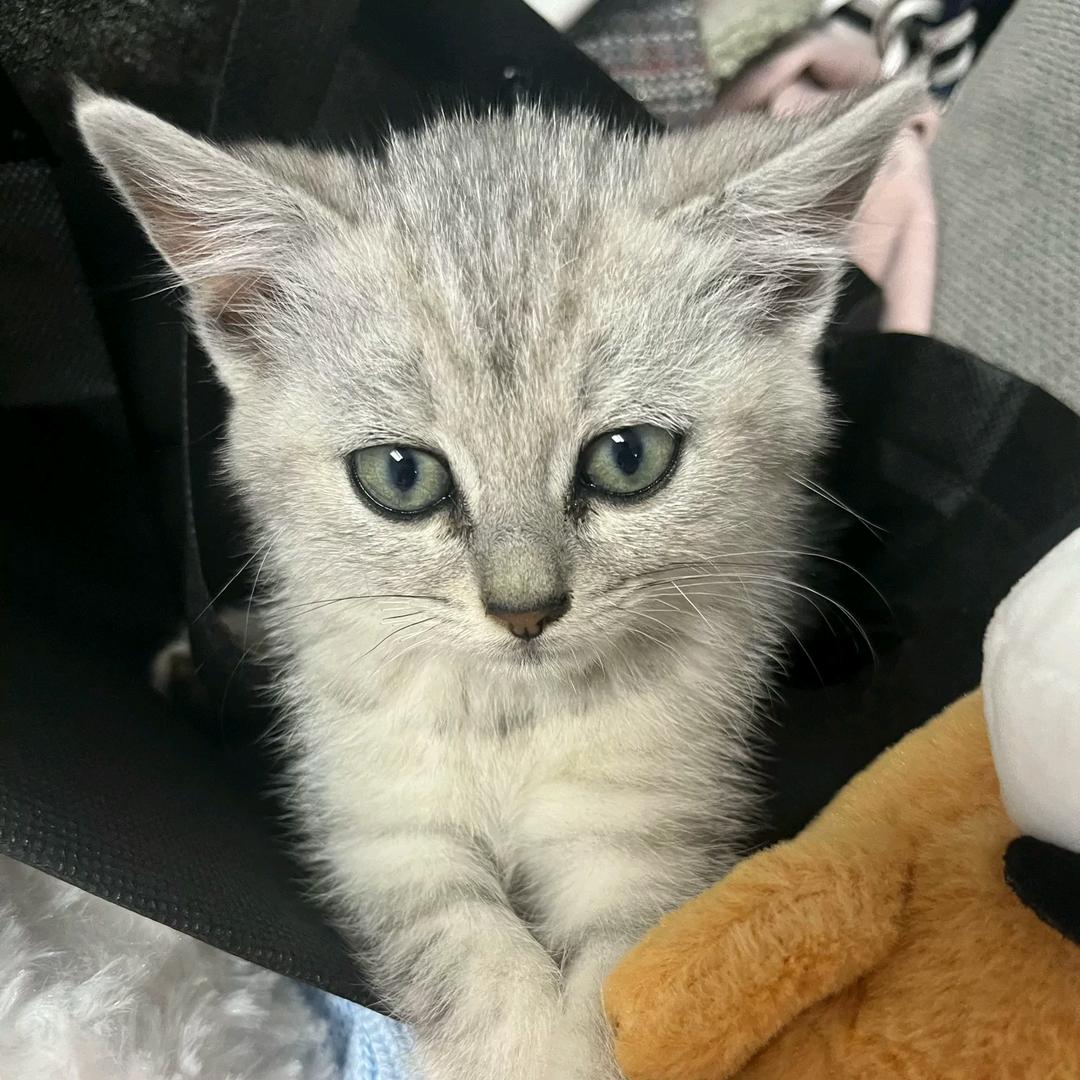 汤圆