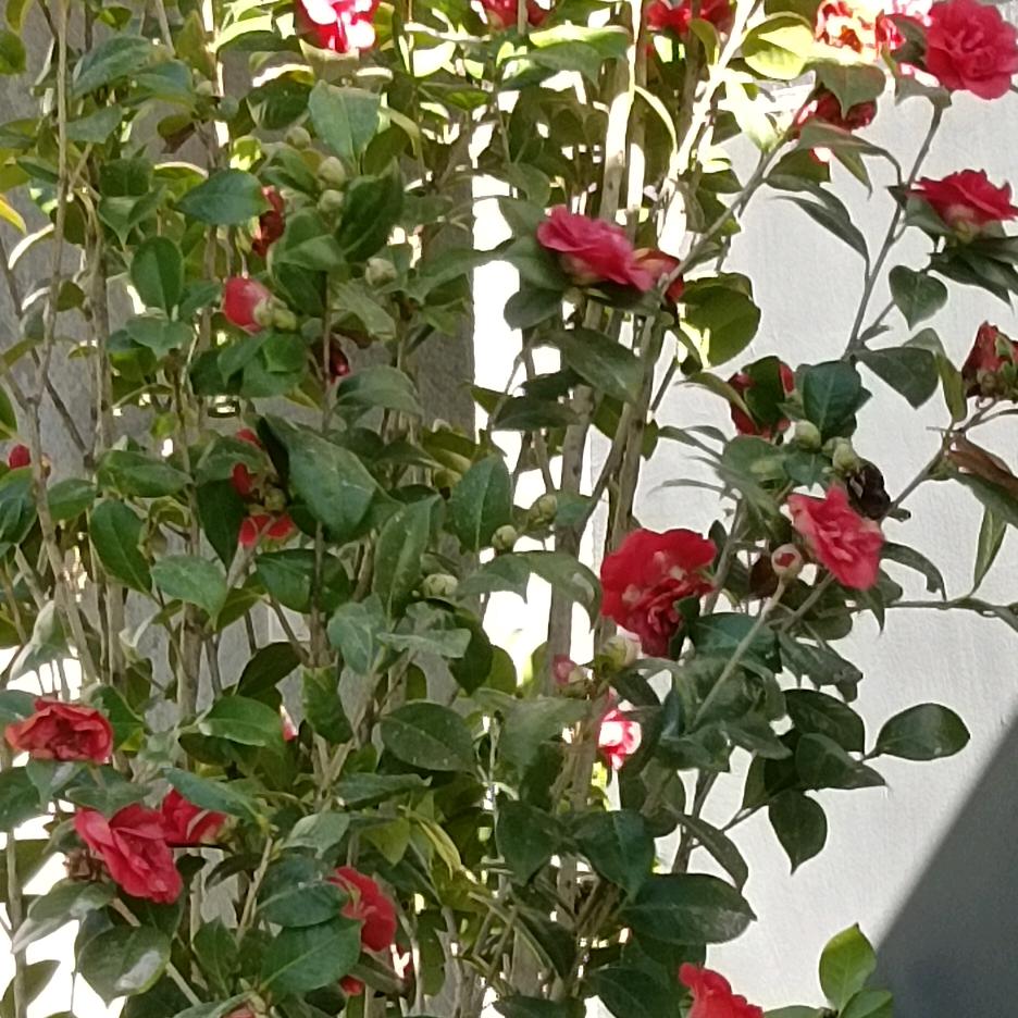 抽烟殇肺，不殇❤️心❤️“