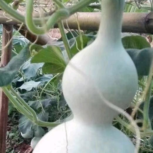 湖北葫芦哥