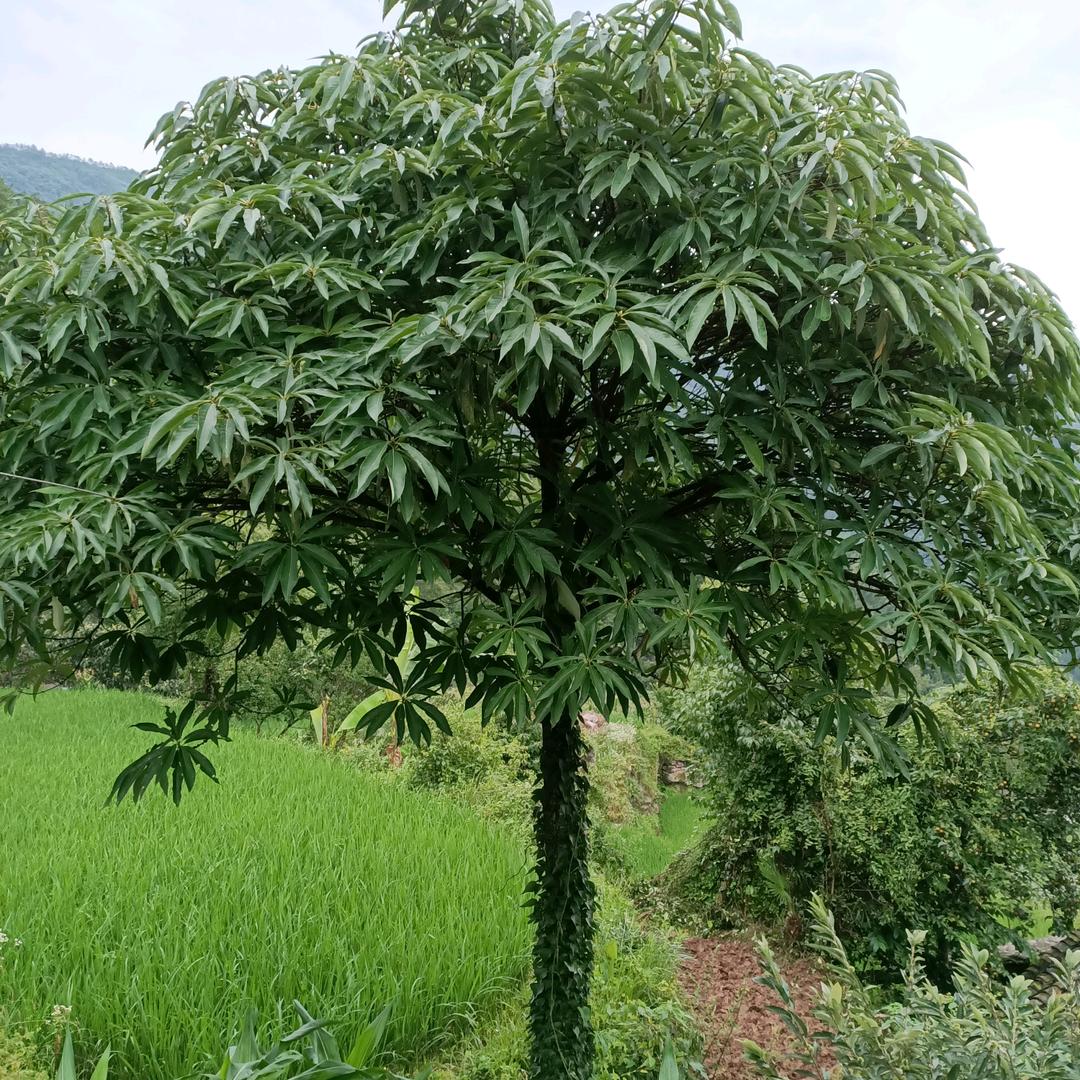 相爱一生
