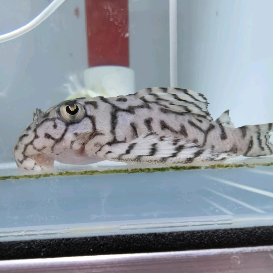 爱养鱼、自驾（7.12北京—呼伦贝尔）