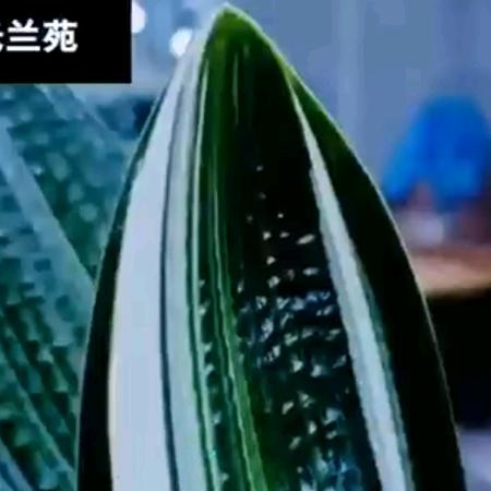 大春兰苑