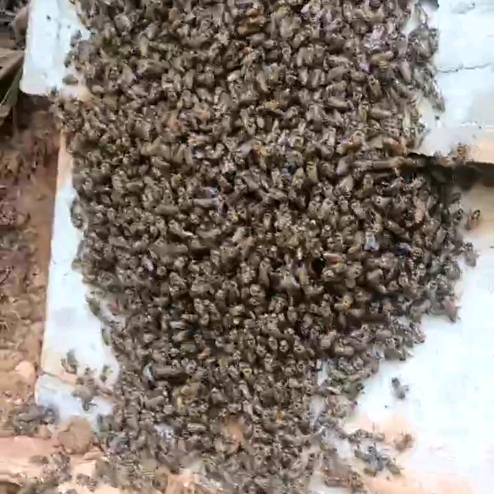 野外找蜜蜂北佬