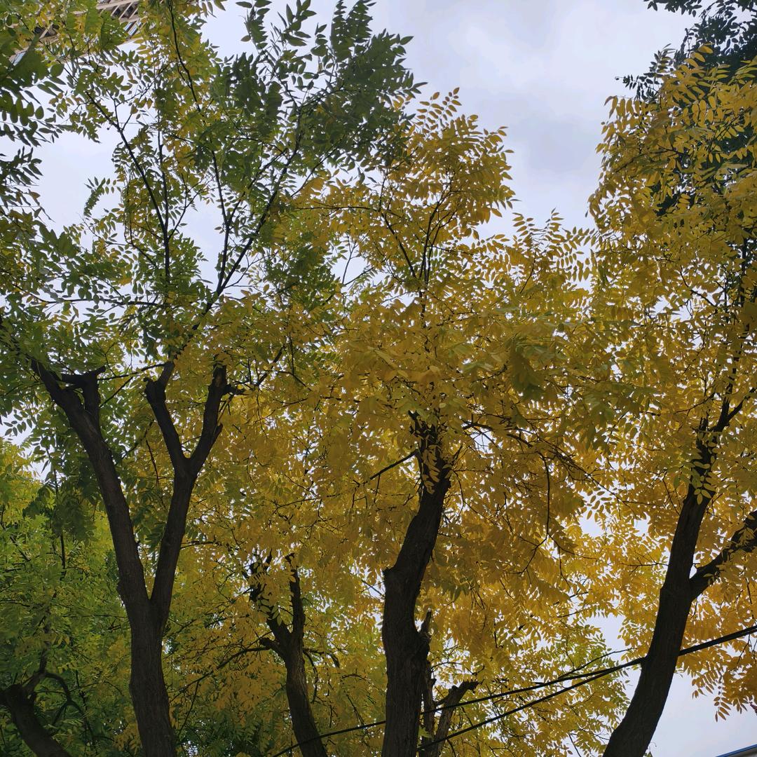 雨落花开
