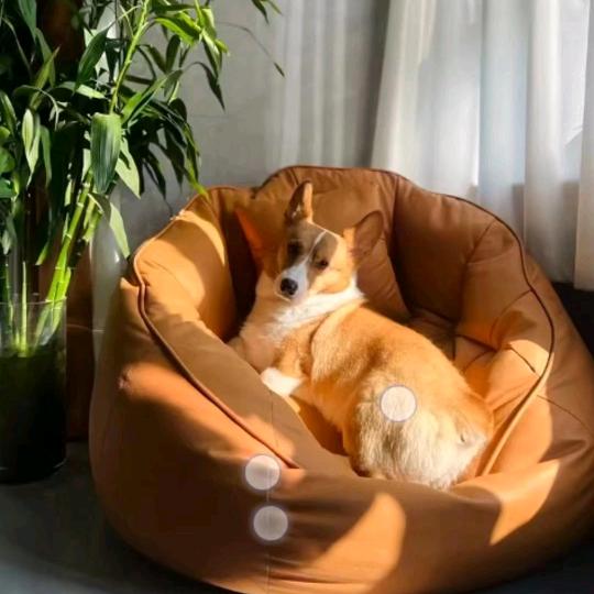 狗狗猫咪养成计划
