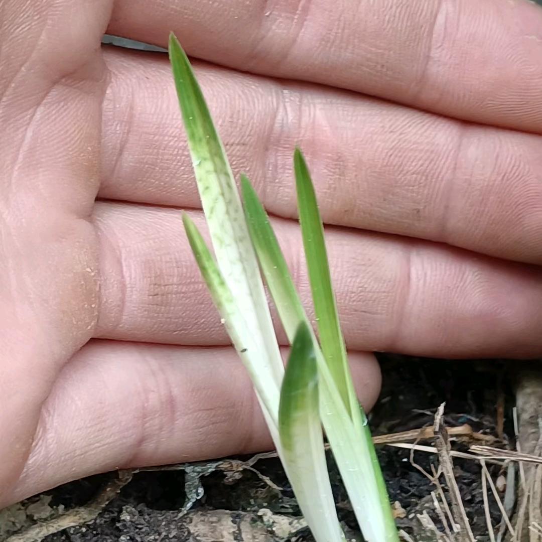 清风草堂