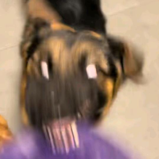 阿正爱探险（增肌版）