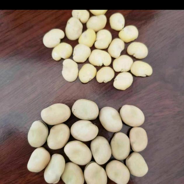 蚕豆专业户