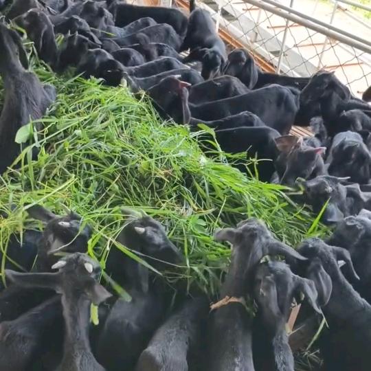 山水农家养殖厂