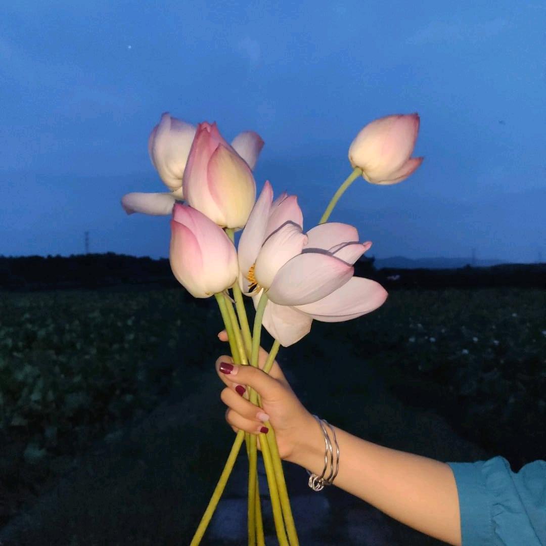 蜉蝣一梦
