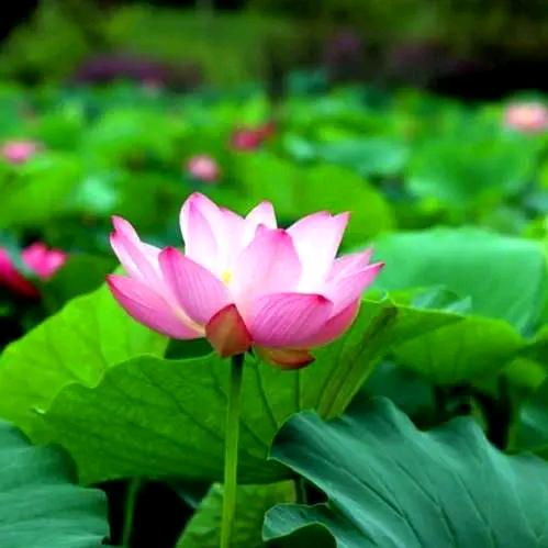 莲花