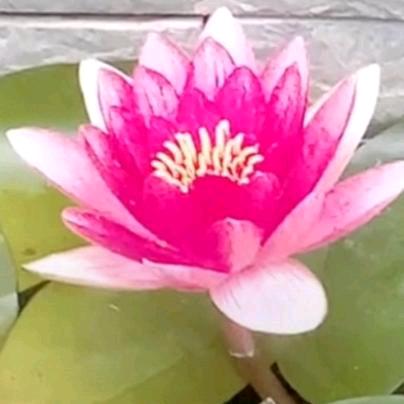 家和万事兴谭总