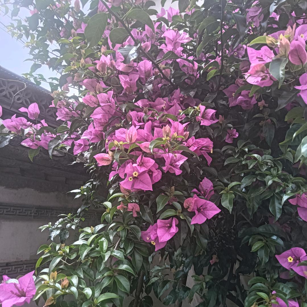 慧慧