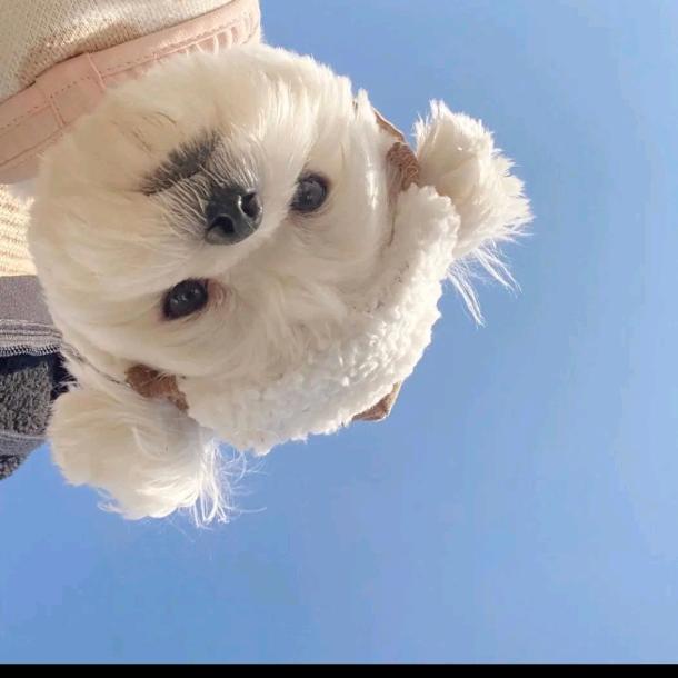 小跑车呼呼呼
