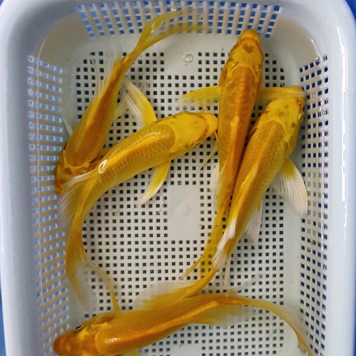 锦绣水族世界