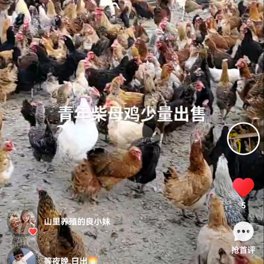 兰考南彰镇双楼村柴鸡司令