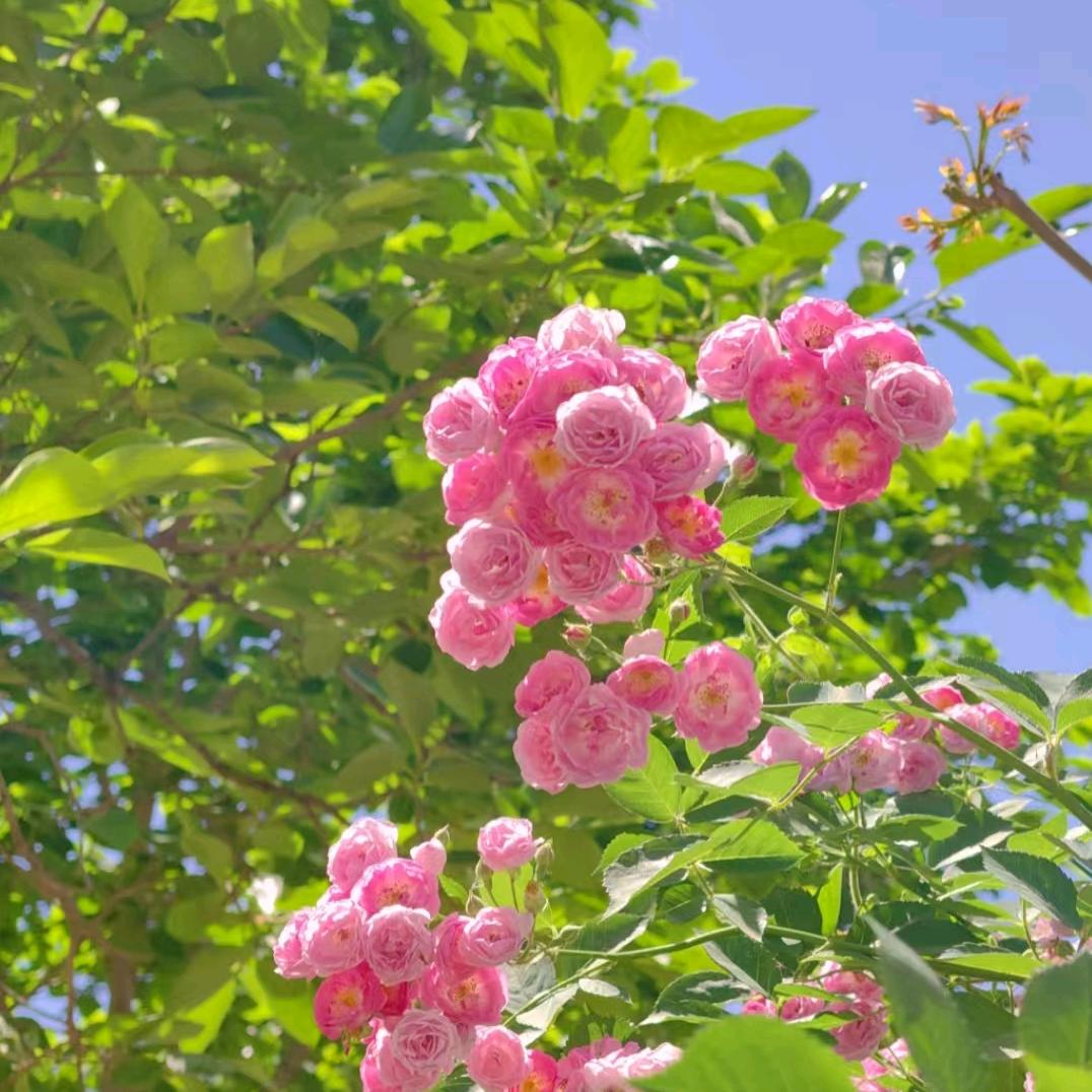 史兰回工号943386