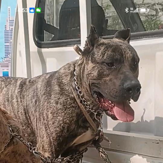 小熊  爱狗  加纳利