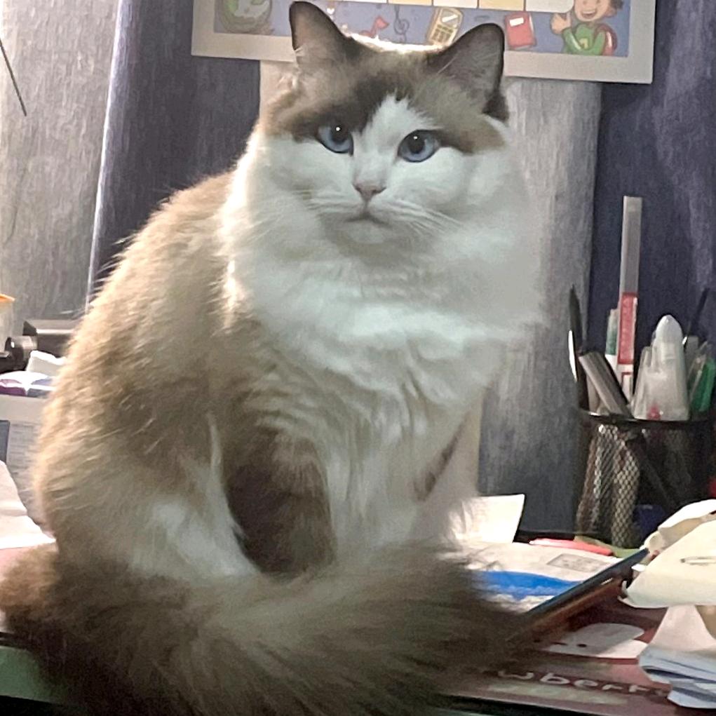 虎猫是个小公主