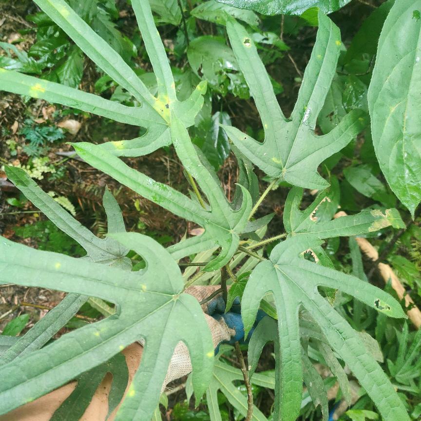 农家野生山货