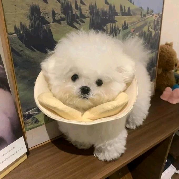 卷心菜💥