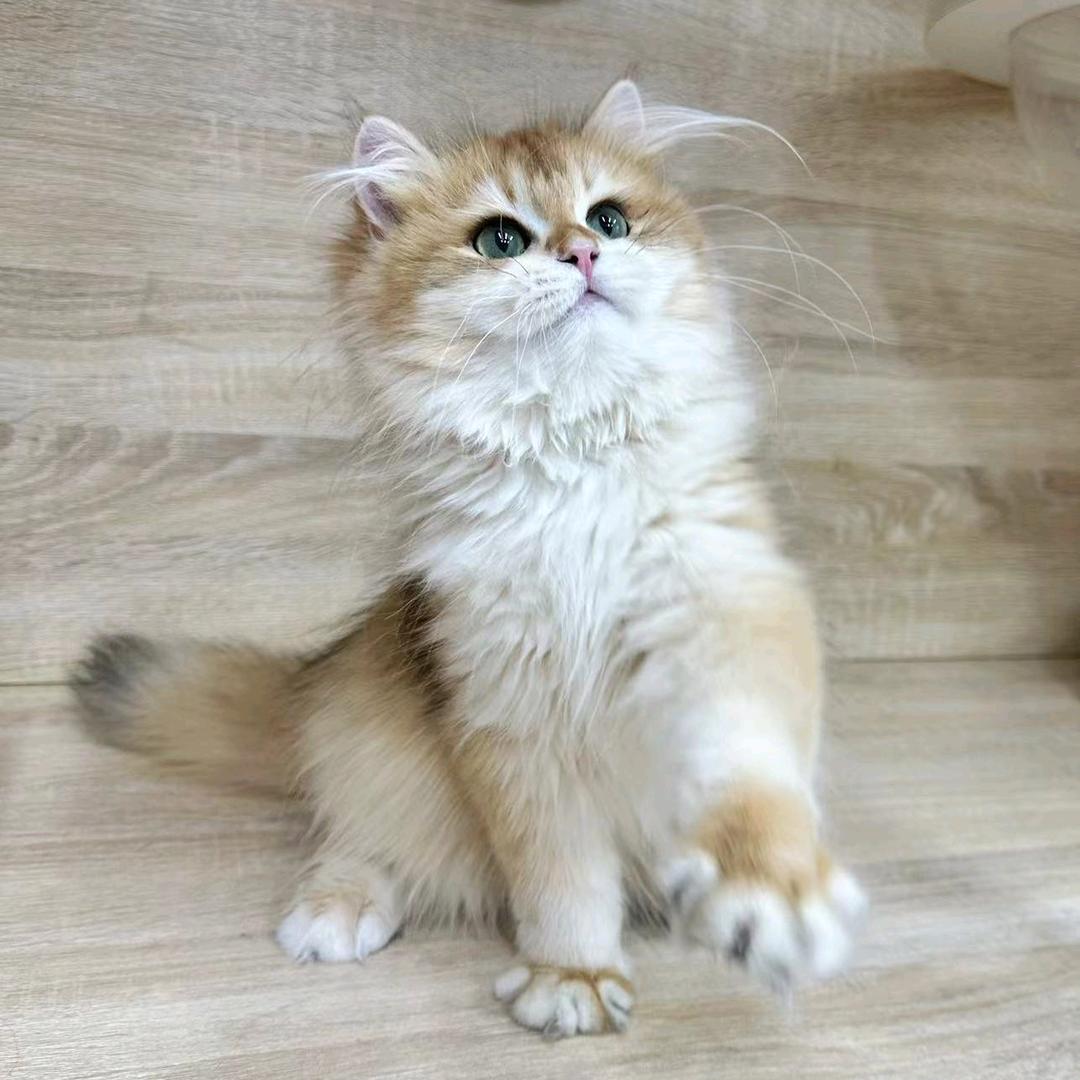 小橙子🍊