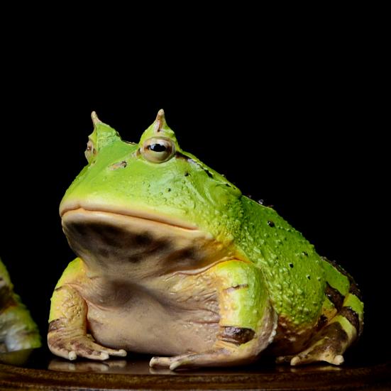 🌈 大逼兜扇你゛♏️