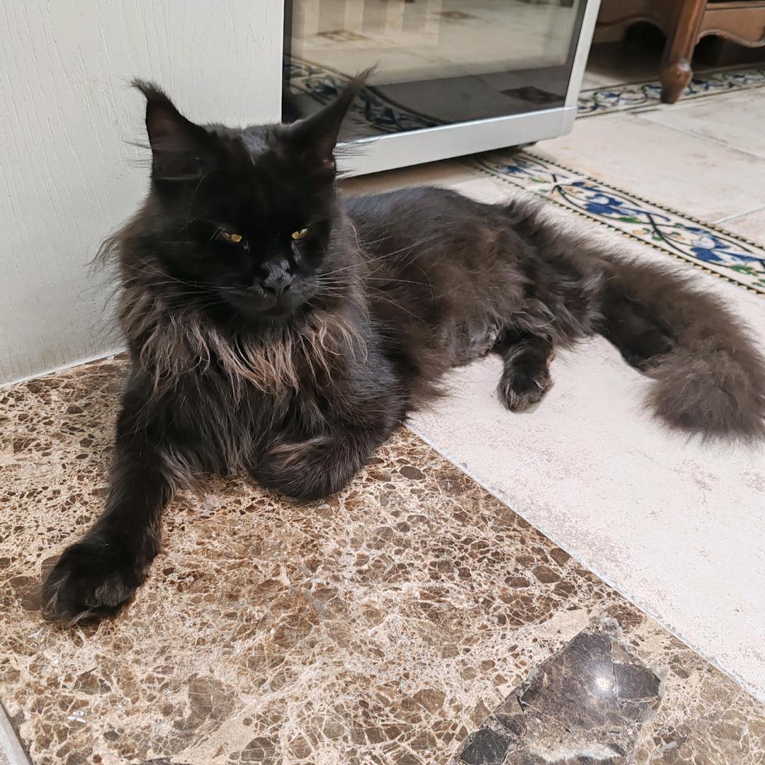 深圳花耶缅因猫