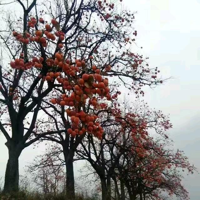 蒲城县小周烤鱼