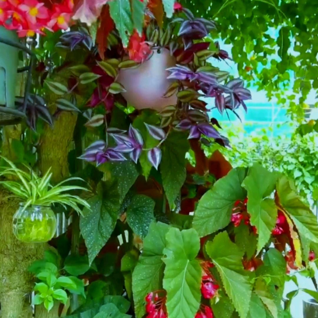 养绿植的小白