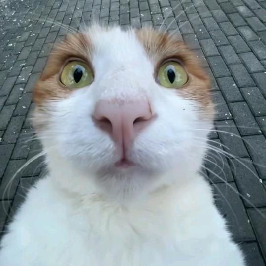 小菜猫