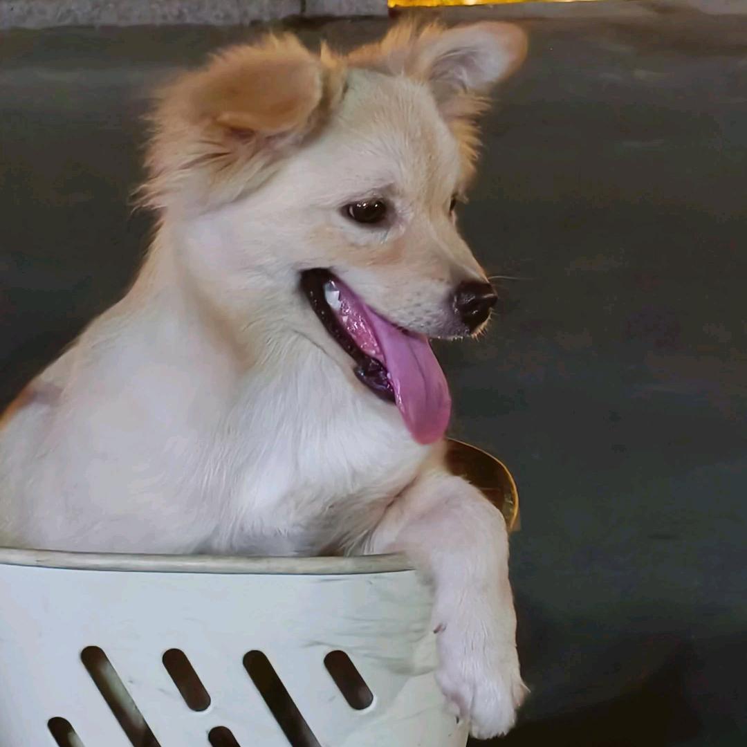 皮，球，甜，点，毛