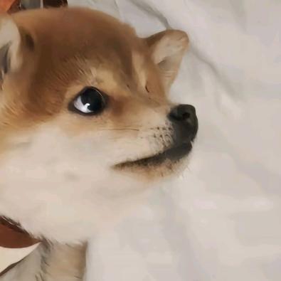 阿布呆呆