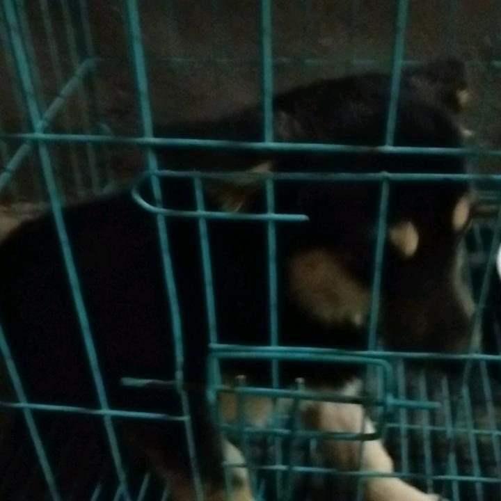 阿莉1
