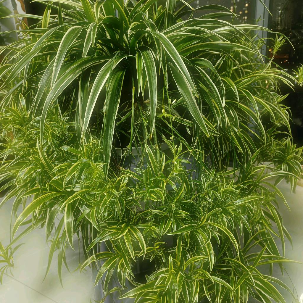 昨夜明月