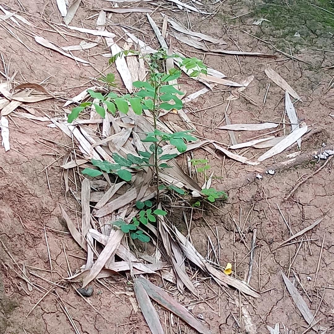 大草