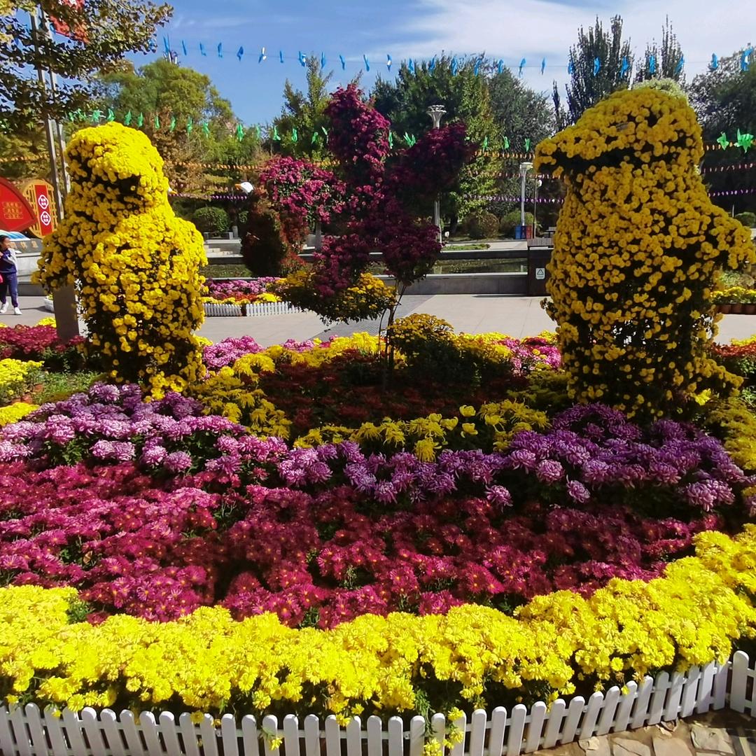 🍁🍁枫叶🍁🍁