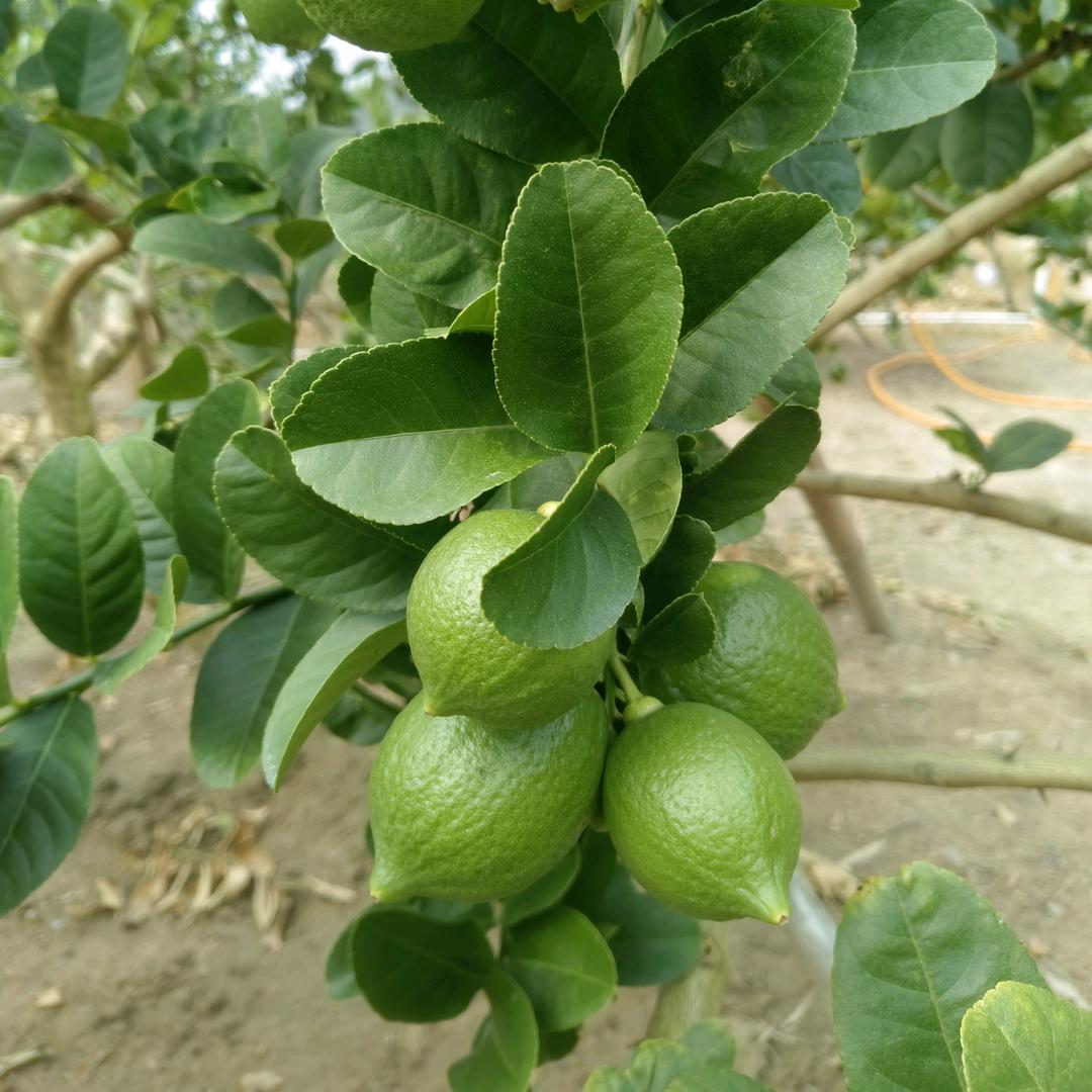 A柠檬产地直销@啊辉